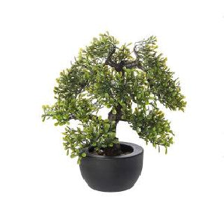 Bonsai | Muy Mucho Colombia