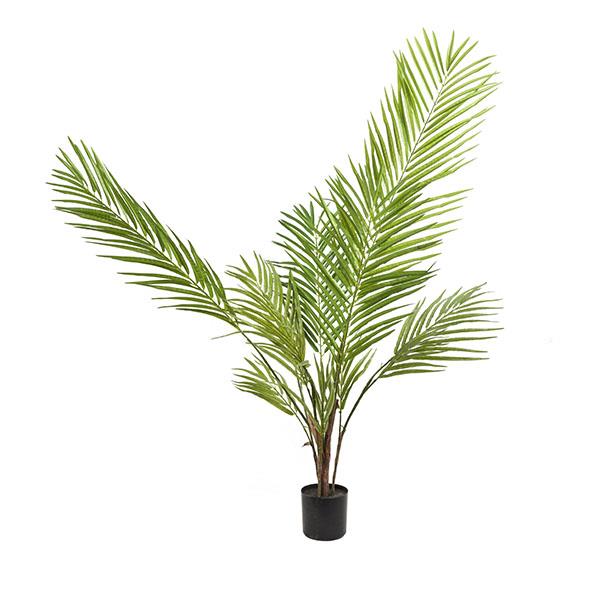 Planta areca palm | Muy Mucho Colombia