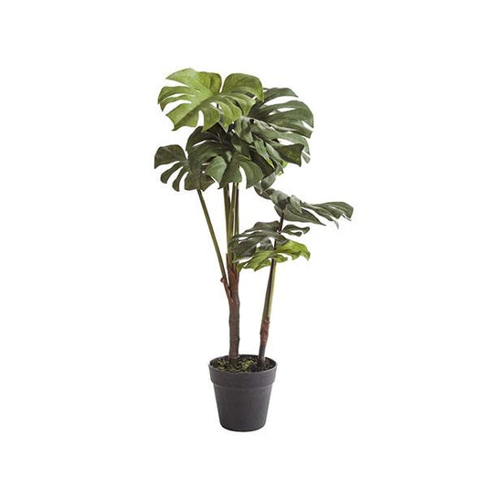 Planta philo 37 cm / ve.